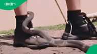 Watch: Fatal Cape cobra bite in video highlights deadly assumption