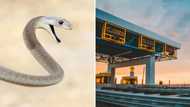 Durban snake catcher with 2m black mamba gets stuck at toll gate with no money: "What the hell do I do now?"