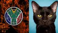 Satanic church distances itself from killings of cats: "It goes against Satanism"