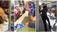 Video shows hilarious moment cow enters store, sends social media into funny frenzy