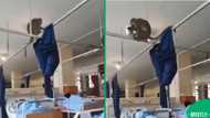 Wild surprise: Patients stunned as monkeys allegedly crash Limpopo Hospital ward
