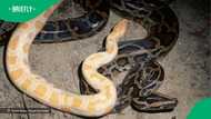 "Husband and wife": 2 insanely massive snake struggle with fence in video, South Africa in awe