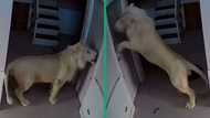 Lion inside house in TikTok video gets 4.4M views, viewers mortfiied as wild cat mounts door