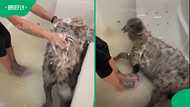 “Dog” bath video leaves Mzansi laughing after spotting the unusual guest