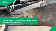Gordy the elephant seal reappeared in Simon's Town near the Naval Base, leaving netizens confused
