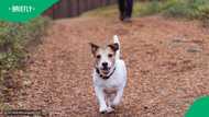 Cape Town pet owners face stricter rules under proposed Animal Keeping By-Law