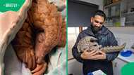 Tiny pangolin’s dramatic rescue sees inspector, vet and airline team up against time
