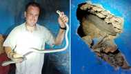 Mzansi's favourite snake rescuer Nick Evans nabs more black mambas, one hidden in wall