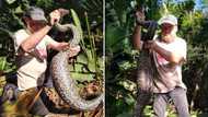 Giant Southern African python rescued after having a buffet of a meal, people comment on size of snake