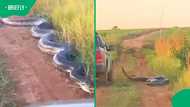 Massive green anaconda lunges at bakkie as Mzansi reacts to shocking footage