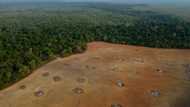 Brazil sets new Amazon deforestation record for October