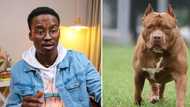 Former 'Scandal' actor Hungani Ndlovu attacked online for defending pit bulls