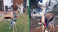 Video of Springbok antelope wearing South African flag goes TikTok viral