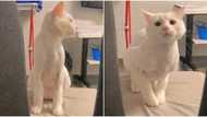 "She shakes it well": White cat dances and moves waist like human being, sweet video goes viral on TikTok