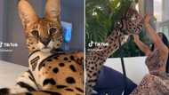 Wildcat shows woman who is boss with a slap, 58 million people are divided