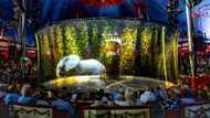 German circus replaces live animals with holograms