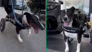 Mercedes Benz helps legless pup walk again after car accident, custom wheelchair for cute pet makes viral waves