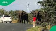 Man approaches 3 elephants on foot in TikTok video