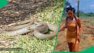 "Leave it, it will not harm you": Snake goes wild around woman's neck on Nigerian movie set