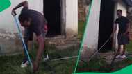 Snake rescuer removes massive black mamba from dark kitchen in video