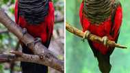 Interesting details about the Dracula Parrot