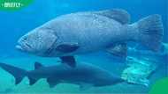 Stanley the Giant Grouper at uShaka Sea World in Durban Has Died After 20 Years