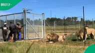 Viral TikTok video of men feeding lions sparks mixed reactions online