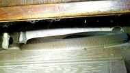 Sssssup? Black mamba surprisingly hisses at homeowner who calls Nick Evans to the rescue