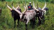 Expensive Ankole cattle could bring opportunities to South Africa and change the future of lobola negotiations