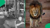 "It's AI": Gent's reaction to finding a lion in his home gets SA talking and laughing