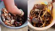 Video of market lady handling live crabs like toys has people awed online