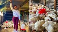 SA impressed with Zikhona Bali, SA actress started poultry farm from stokvel cash