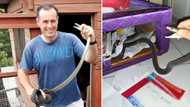 Nick Evans breaks a sweat to rescue 2.1m black mamba hidden in bed base at Yellowwood Park home