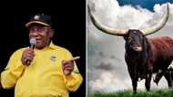 Phala Phala auction: Ankole heifer auctioned off for R1.65 million, Ramaphosa's bull only sells for R650k