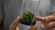 Green tech fights for limelight at CES gadget fest