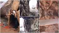 Video shows amazing 'house' inside a fallen tree, its artistic interior décor surprises many
