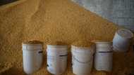 Brazil may surpass US as world's No. 1 corn exporter