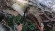 Snake rescuer's daring black mamba save has South Africans feeling anxious: "Most stressful capture"