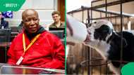 Julius Malema feeds calf milk in viral video amid legal battles