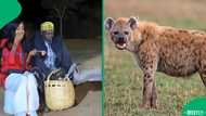 "Hard pass!": woman's close call with wild hyena during feeding experience leaves viewers shocked