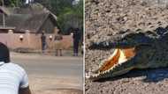 "Your life for what": Video of brave woman shooing a large crocodile goes viral