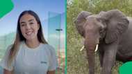 "A common day at work": Conservation scientist gets late for work after Kruger elephant escape