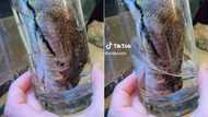 TikTok of giant python using entire head to drink water gets 25M views as peeps were in complete awe