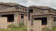 Video of goats on top of vacant house in Limpopo raises people's eyebrows