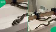 Carpet python found in bathroom sink in video sparks mixed reactions online