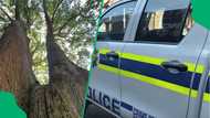 Limpopo man sought for wife's murder in Dennilton found dead hanging from tree