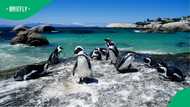 "The penguins are great entertainers": Boulders Beach crowned world’s most unique beach