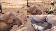 10 years after being set free, an elephant has returned to caretaker with a baby