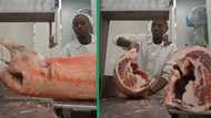 Butcher in TikTok video turns whole sheep into perfect meat slices in less than 1 minute, peeps admire skill