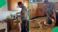 “He loves it”: Johannesburg man makes morning coffee for his 15-year-old cheetah Zeus every day